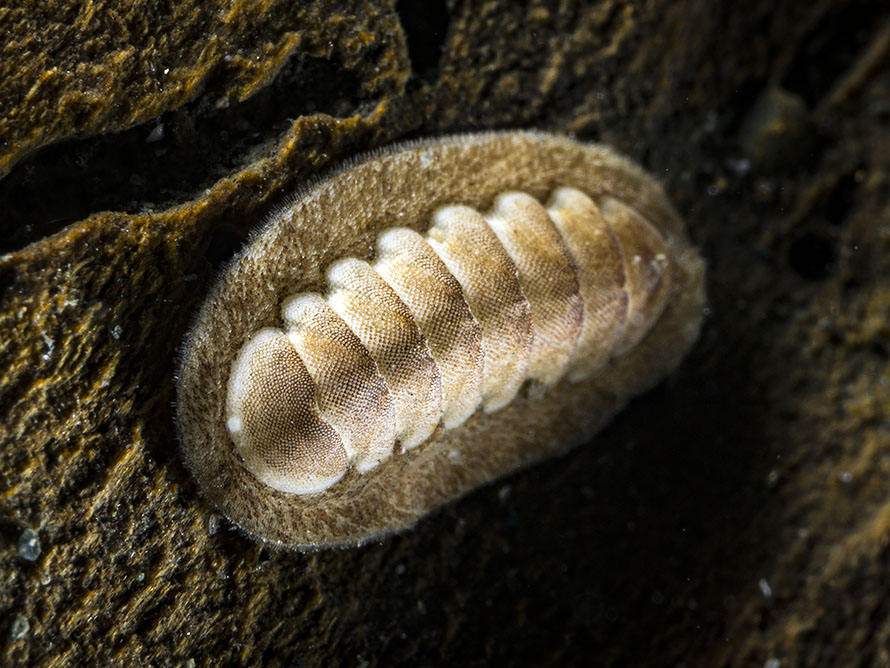 Leptochitonidae 1